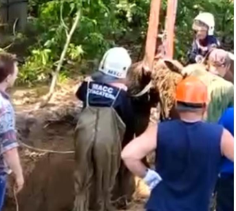 В Новосибирске спасли упавшего в колодец лосенка — Видео