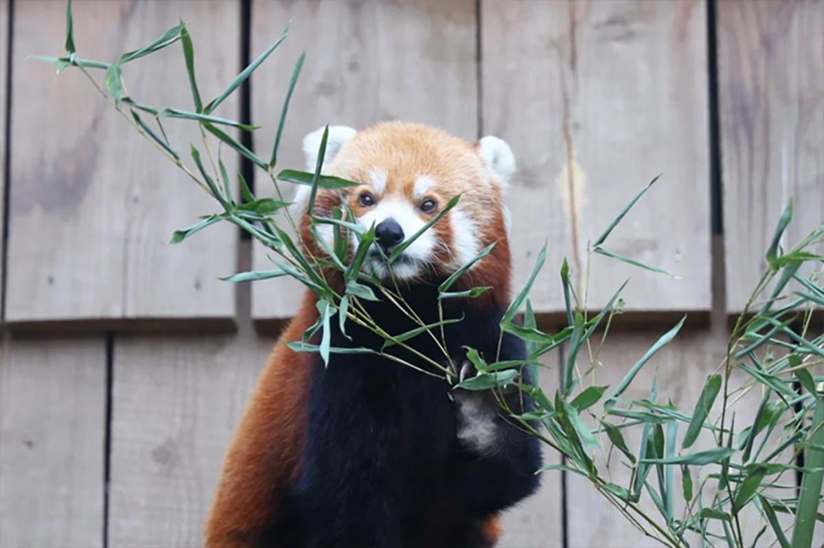 Красная панда Рыжик умерла в Московском зоопарке