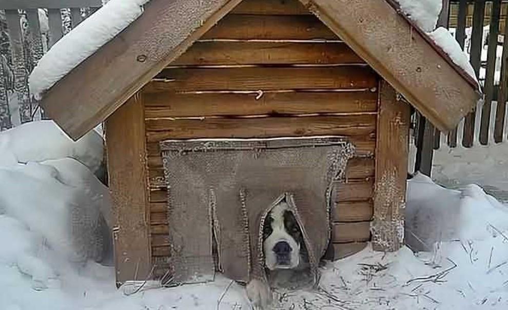 Пропавшая на Сахалине десятилетняя девочка целую ночь укрывалась от метели в собачьей будке