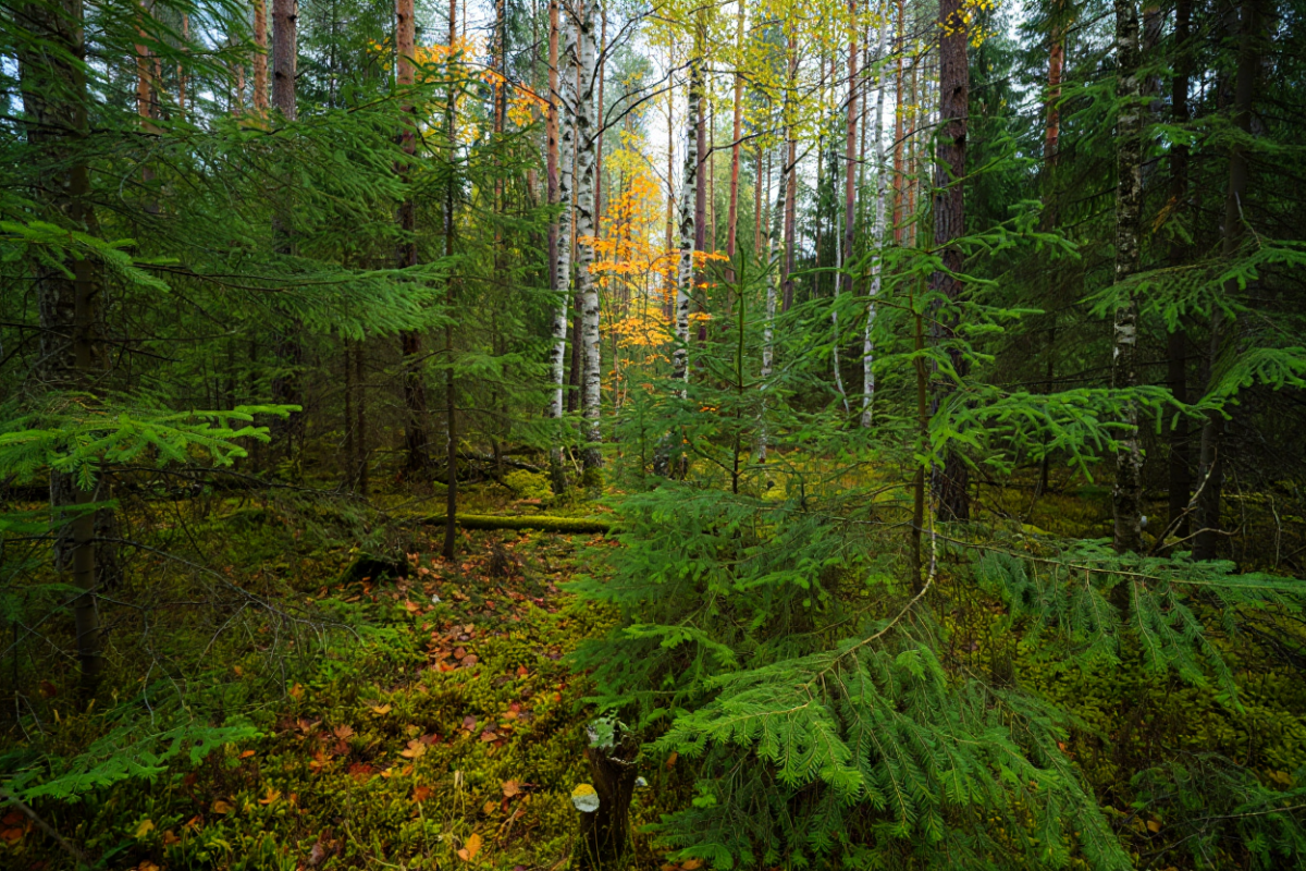 В Самаре изменят границы лесничества