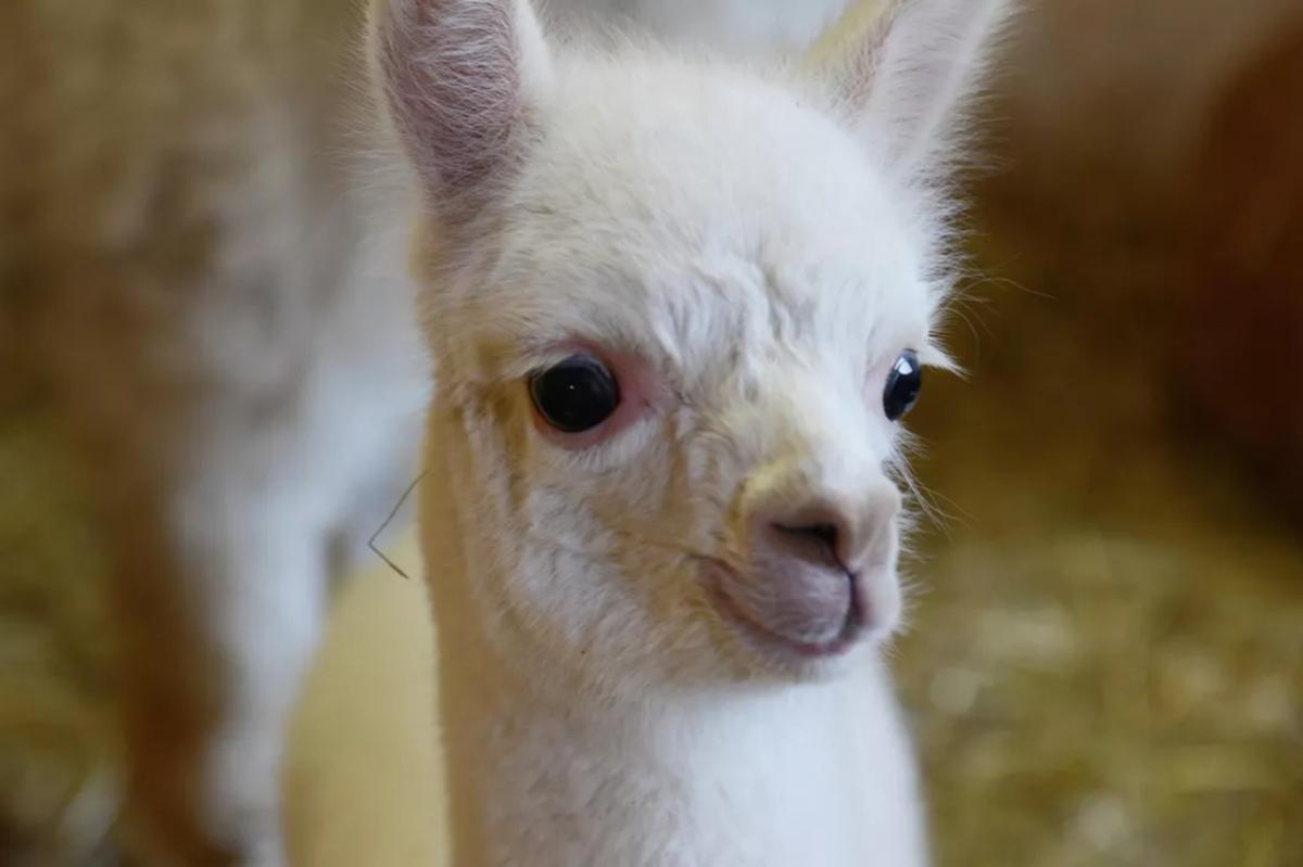 Контактный парк альпак появится в Новосибирской области в этом году
