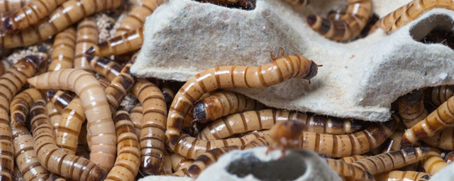 Ученые из Австралии обнаружили, что черви способны перерабатывать пластик