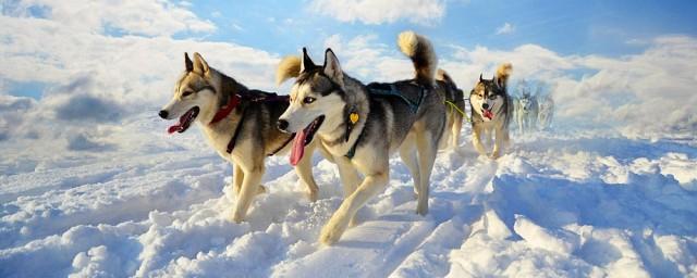 Найдена связь возникновения сибирских собак с открытием торговых маршрутов в Арктике