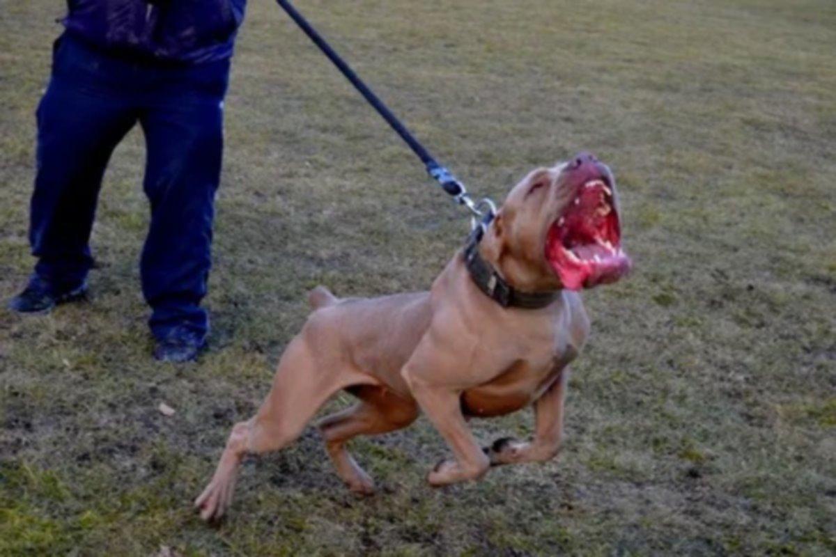 Депутаты Башкирии планируют разработать четкие правила содержания бойцовских собак