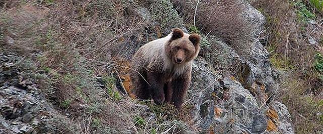 На Алтае инспектор заповедника столкнулся с вышедшим к озеру медведем
