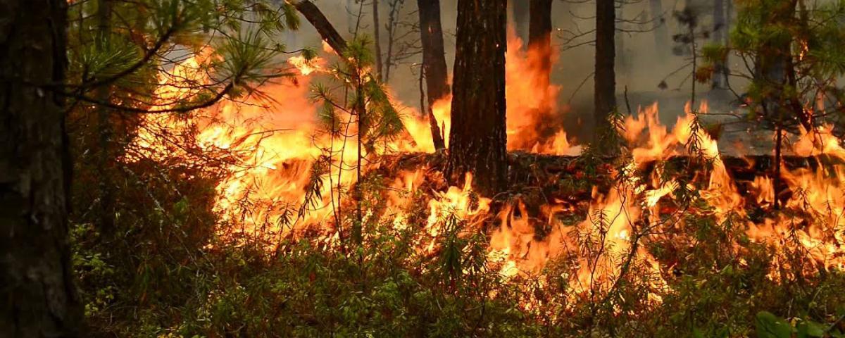 В Якутии сгорели более 233 тысяч гектаров леса