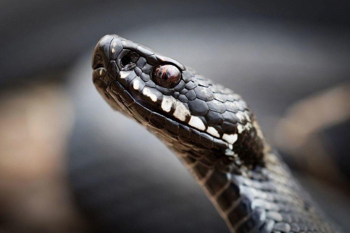 Лондон захватили двухметровые змеи