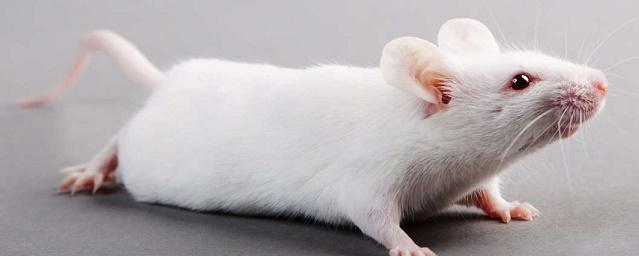 Ученые замедлили старение мышей с помощью стволовых клеток