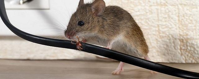 The Guardian: американские ученые заявили, что таурин замедляет процесс старения мышей