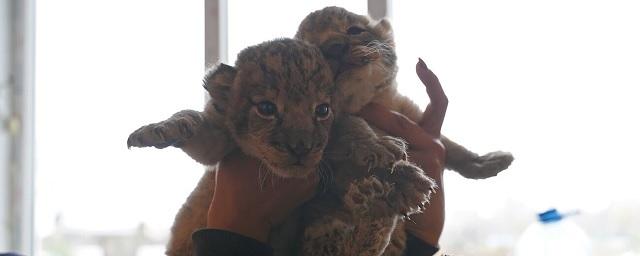 Двое маленьких львят родились на свет в зоопарке Мариуполя