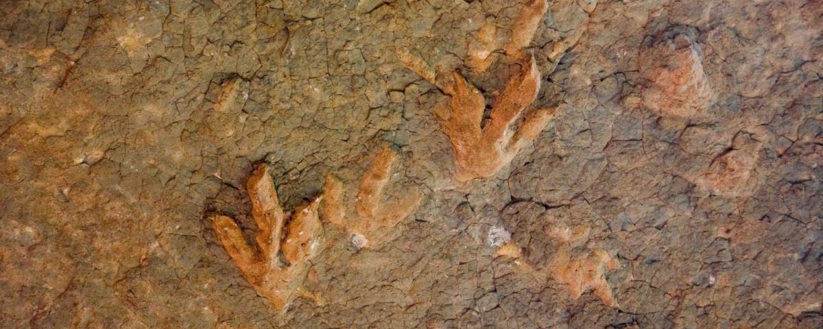 Четыре следа динозавра возрастом 100 млн лет обнаружили в Китае