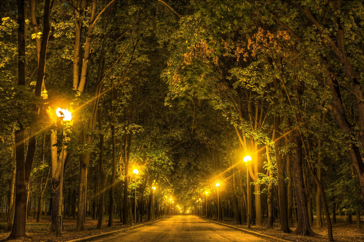 Деревья в городах меньше страдают от насекомых, чем те, что растут вдали от людей