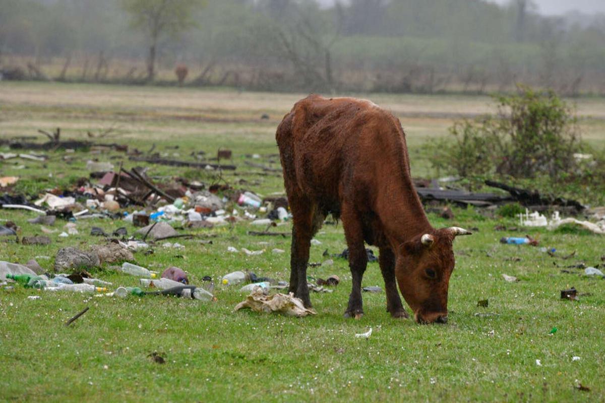 Российского туриста поразило количество мусора в Абхазии