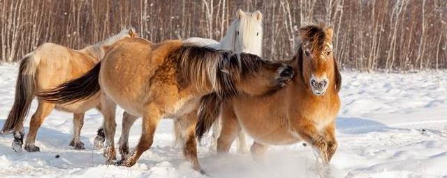 В Якутске создадут штрафстоянки для безнадзорных лошадей