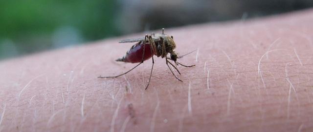 Вирусолог Лукашев полностью исключил вероятность заражения малярией в России