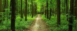 Жителям Саратовской области запретили ходить в лес до конца лета