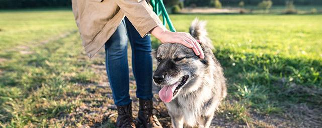 PLOS One: поглаживание собак активирует область мозга человека, ответственную за общение