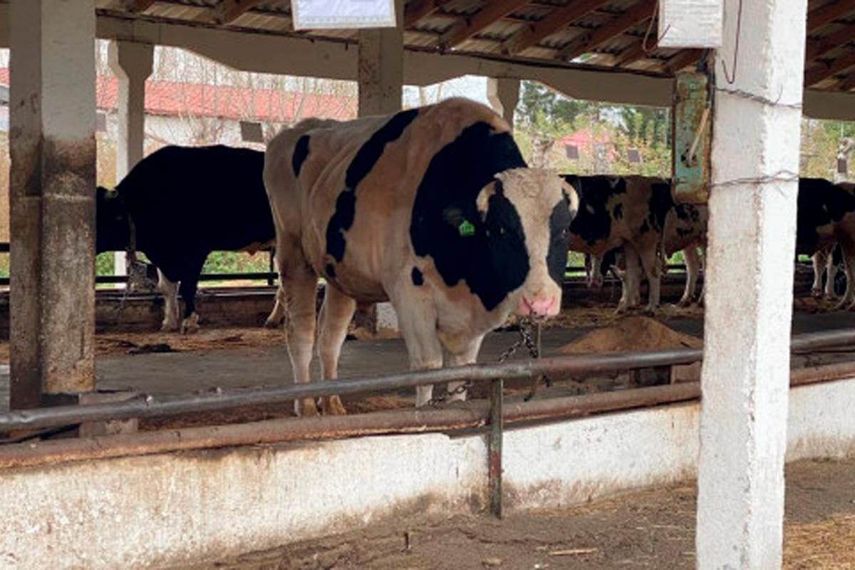 В Новосибирской области определили сроки ежемесячных выплат пострадавшим семьям за изъятых сельхозживотных