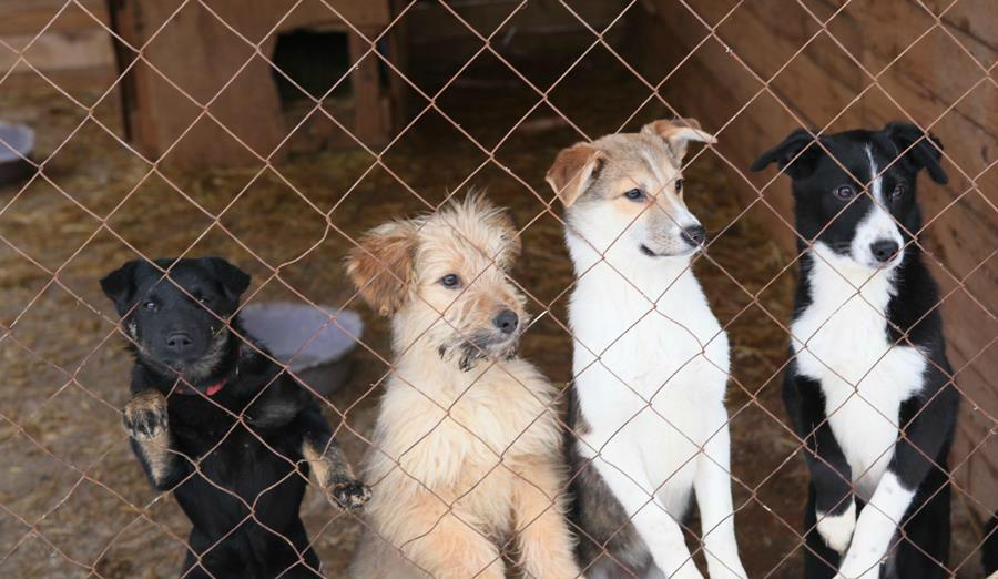 В Перми с начала года 205 собак муниципального приюта обрели хозяев