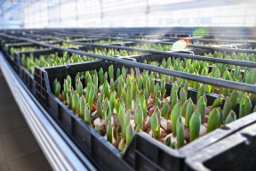 Свыше 3 млн штук цветочной рассады вырастил тепличный производственный комплекс в Казани