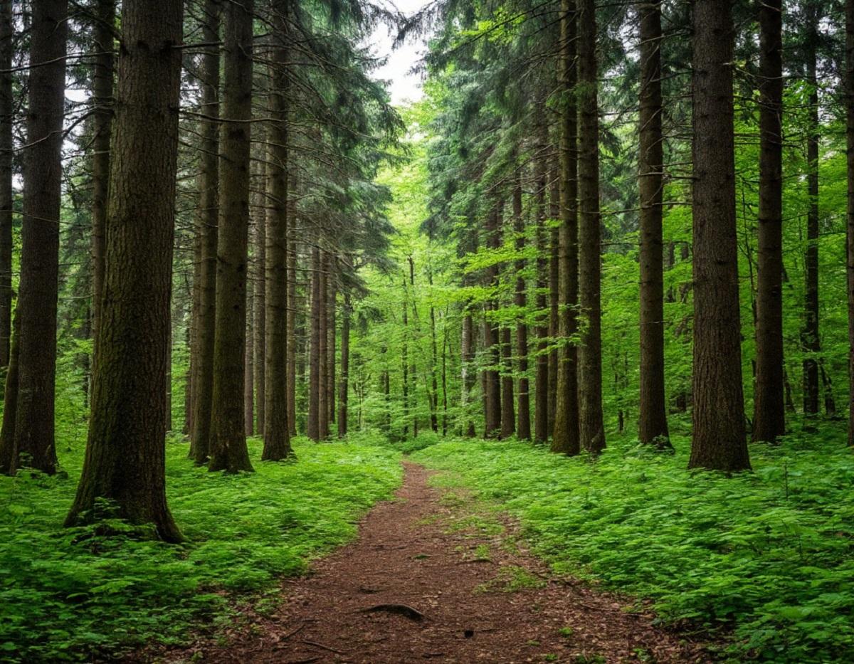 В Мордовии раскрыли, как следят за состоянием лесов