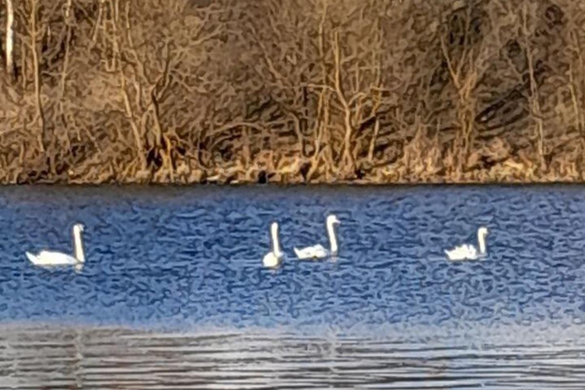 Лебеди в Пензе