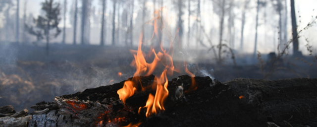 В Воронежской области вспыхнули два природных пожара