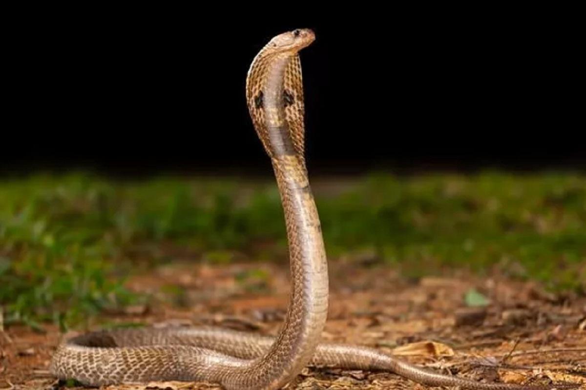 Ученые создали уникальный антидот против змеиного яда на основе человеческой крови