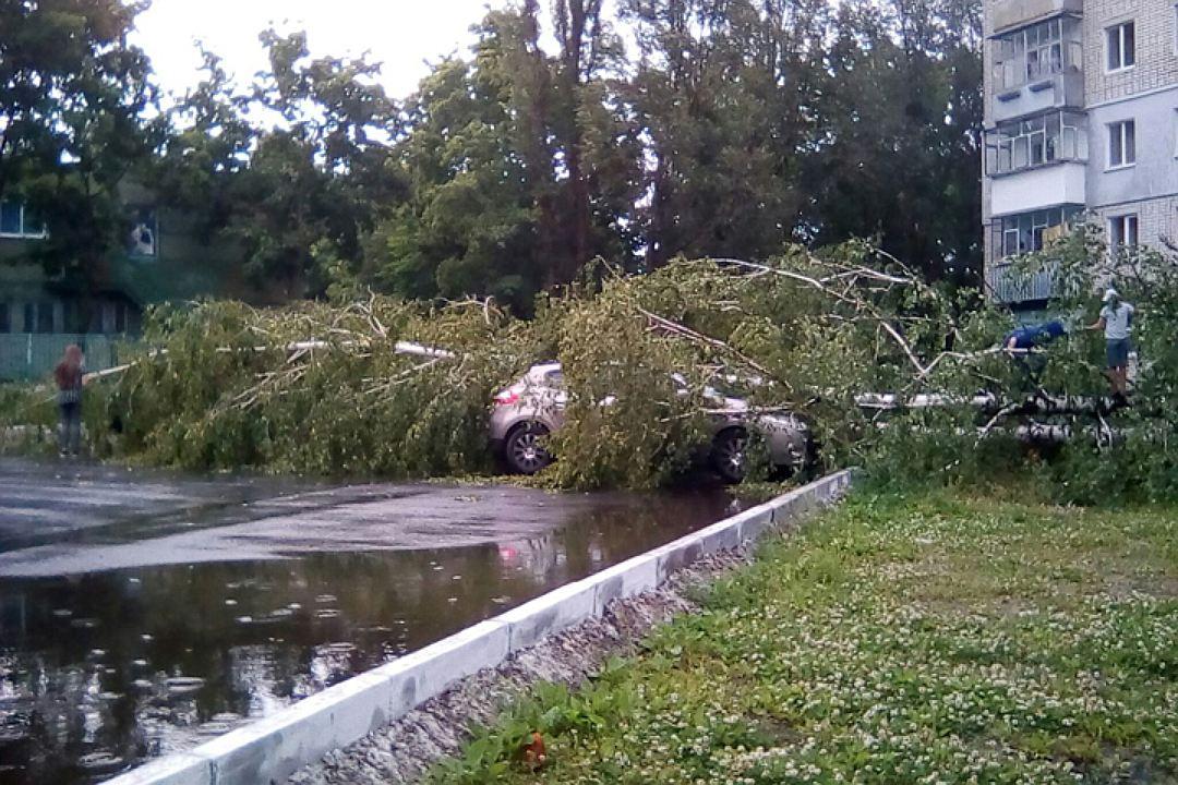 В Брянске в результате непогоды упали 12 деревьев