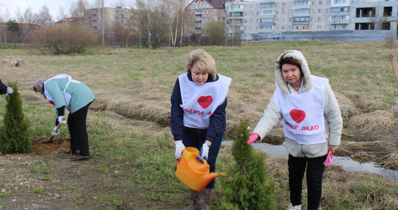 В ТУ «Новохаритоновское» в рамках акции «Лес Победы» жители высадили туи