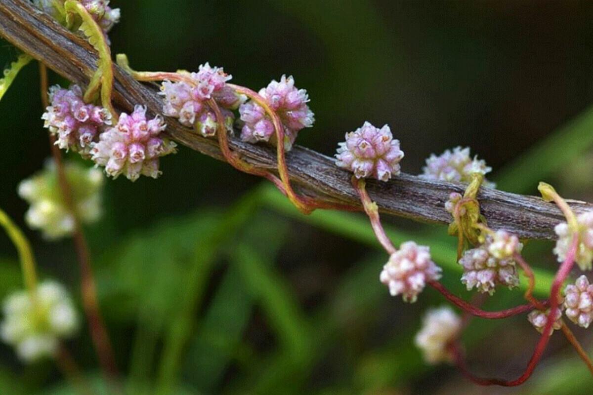 В Старожиловском районе введен карантин из-за паразитического растения
