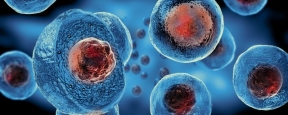 Ученые из Хельсинки разработали способ контроля клеток, отвечающих за регенерацию тканей