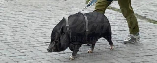 Ростовчан позабавил кабан, гуляющий на поводке по улице