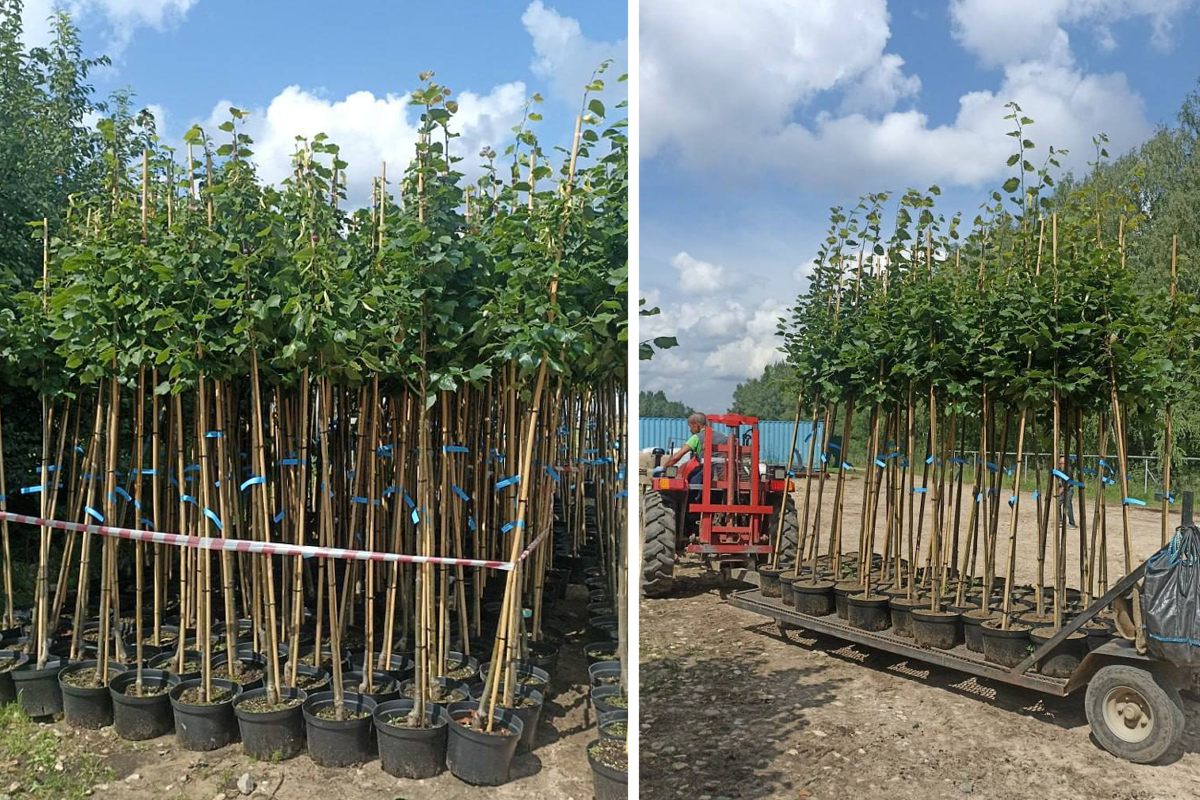 В Новосибирск в ближайшее время прибудут 500 крупномерных лип