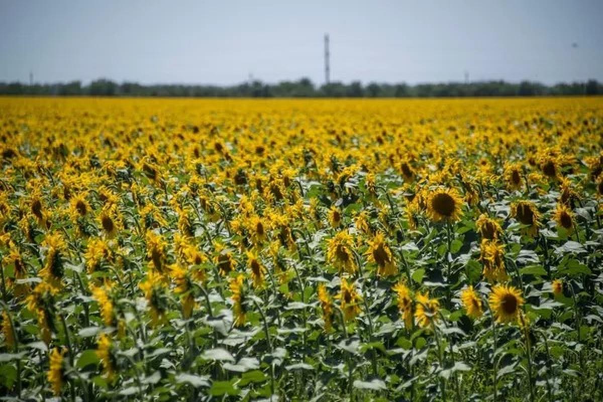 Правительство России продлило действие экспортных пошлин на семечки