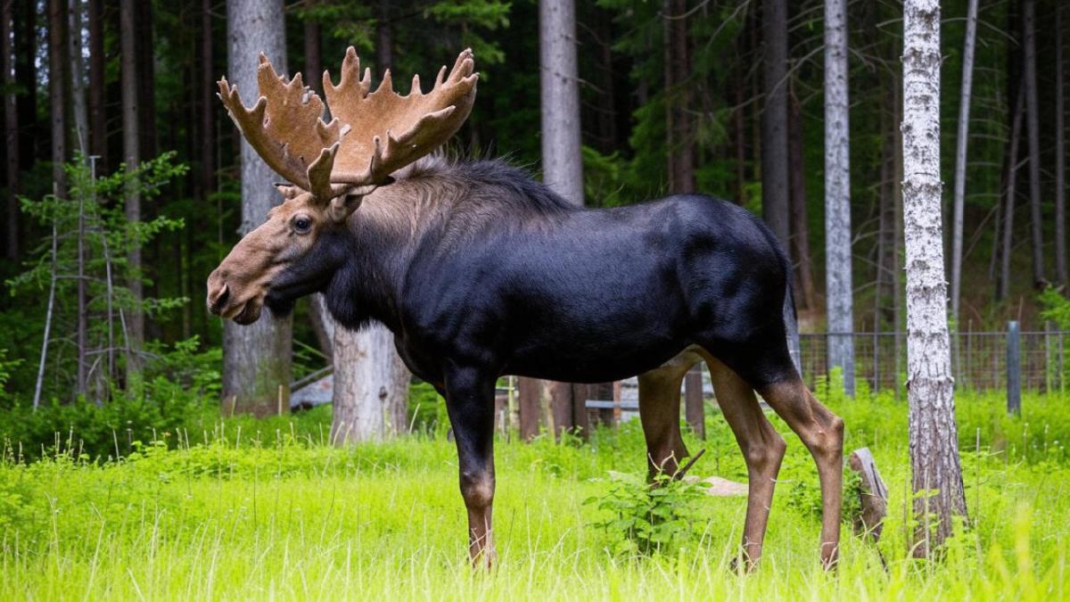 Стало известно, что грозит водителю за сбитого лося в Подмосковье
