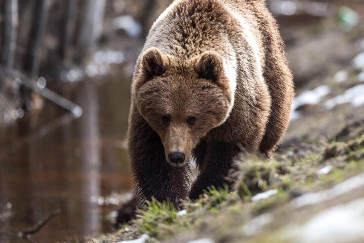 В Иркутской области популяция бурых медведей на несколько тысяч особей превысила норму