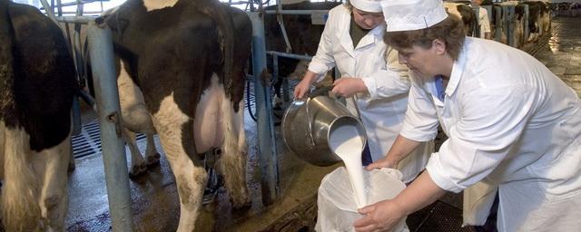 В России надои молока на одну корову выросли на 6%