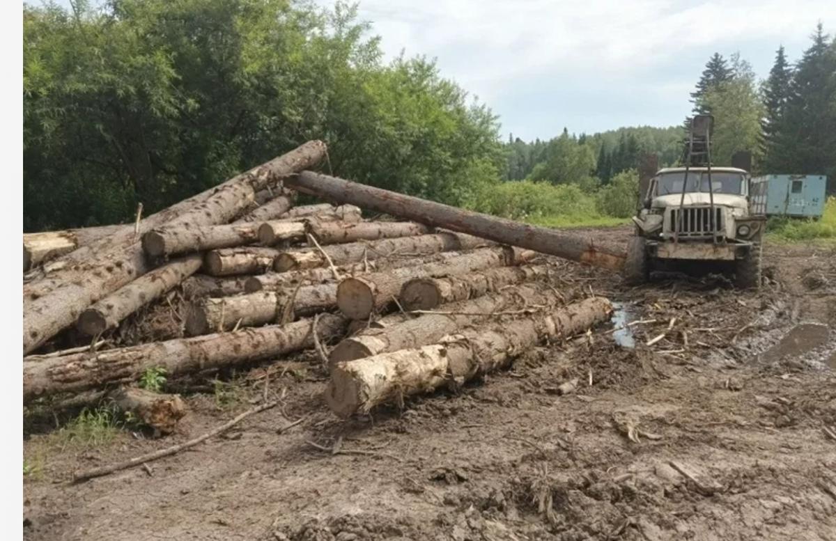 В Смоленской области сократилось число незаконных вырубок леса