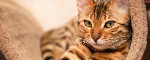 Кот оставил без света жителей крымского села Орловка