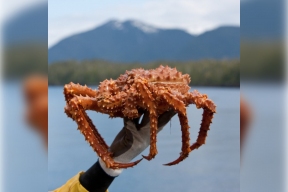 Андрей Чибис напомнил о правилах вылова камчатского краба в Мурманской области