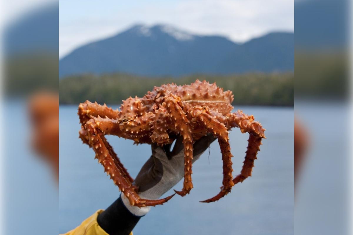 Андрей Чибис напомнил о правилах вылова камчатского краба в Мурманской области