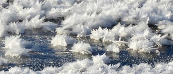 На водоёмах Курска выросли 5-сантиметровые снежные цветы