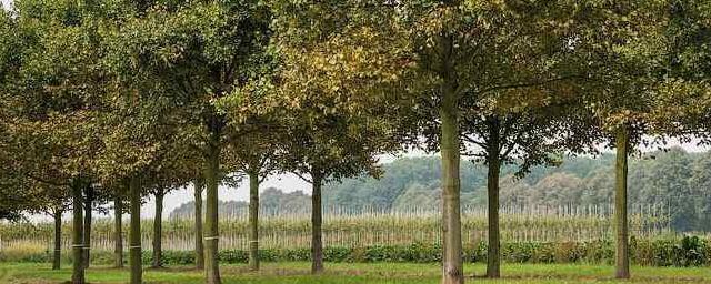 Деревья в европейских городах снижают температуру на 12 градусов Цельсия