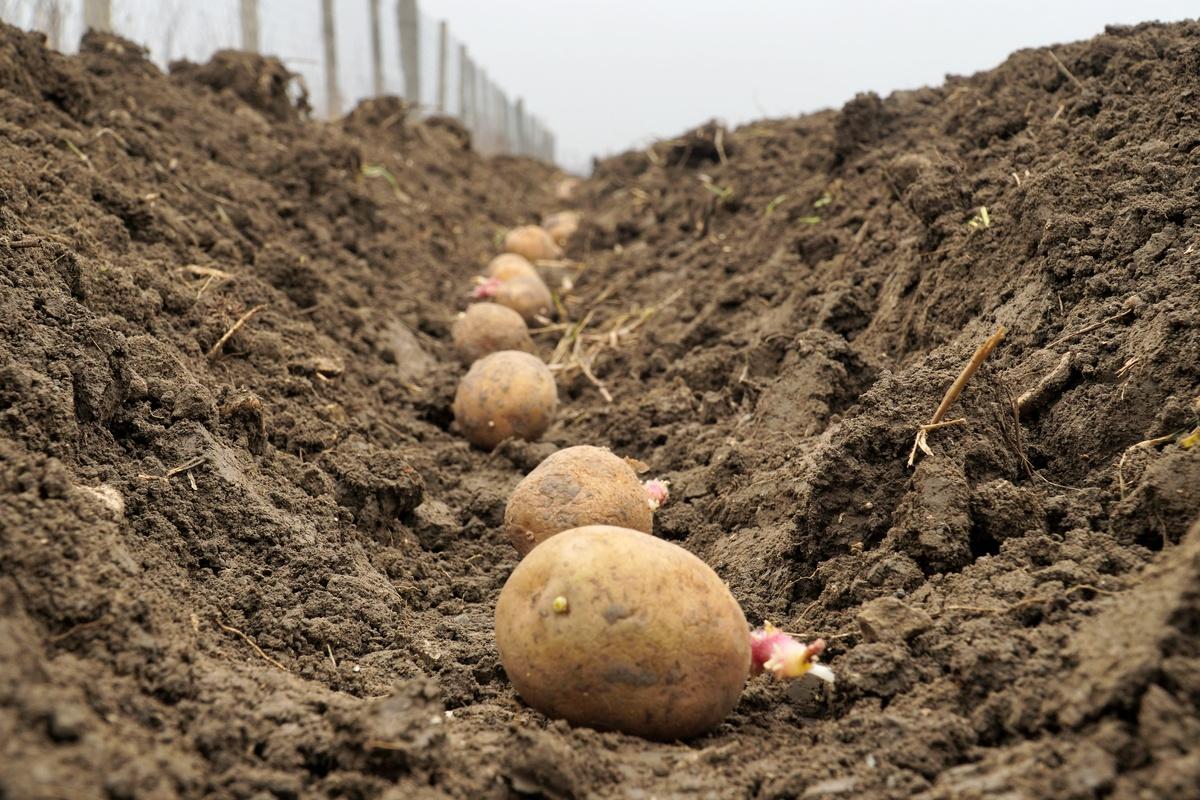 Ночные морозы в Тюменской области могут привести к гибели урожая картофеля