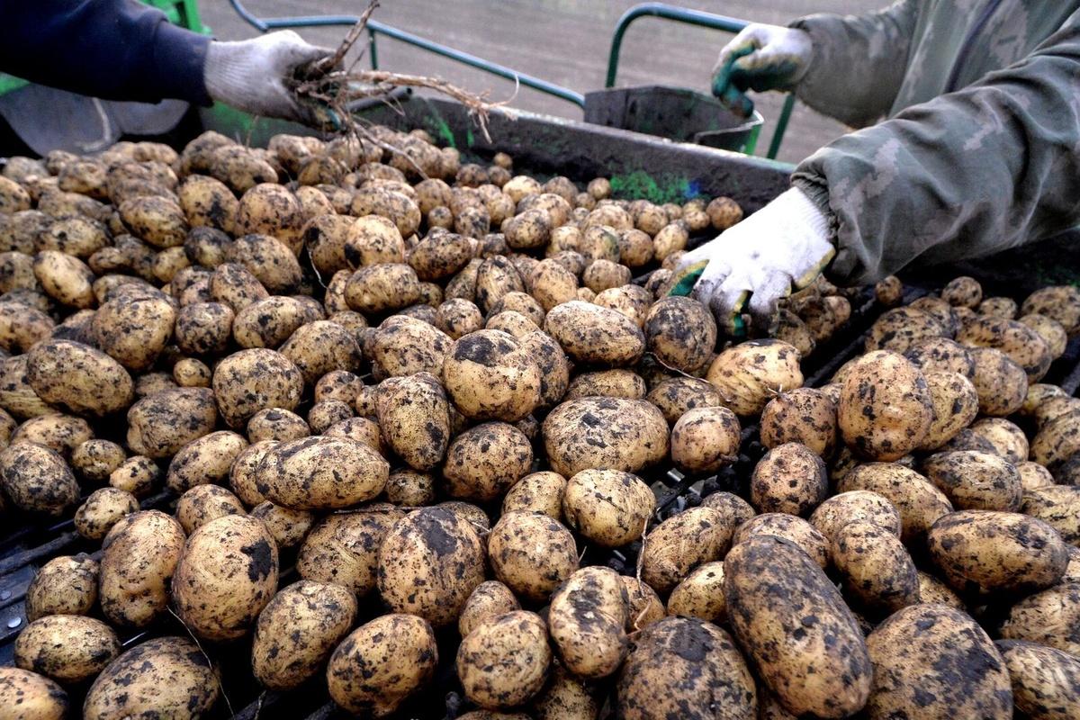 В Орловской области Департамент сельского хозяйства распределит субсидии на картошку