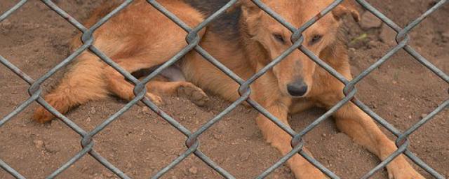 Бурятские власти окажут помощь приютам для бездомных собак