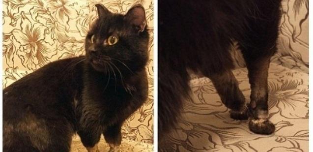 В Новосибирске собирают средства на протезы для кота с ампутированными лапами