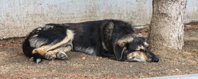 В Волгоградской области более 10 тысяч человек пострадали от укусов животных за год