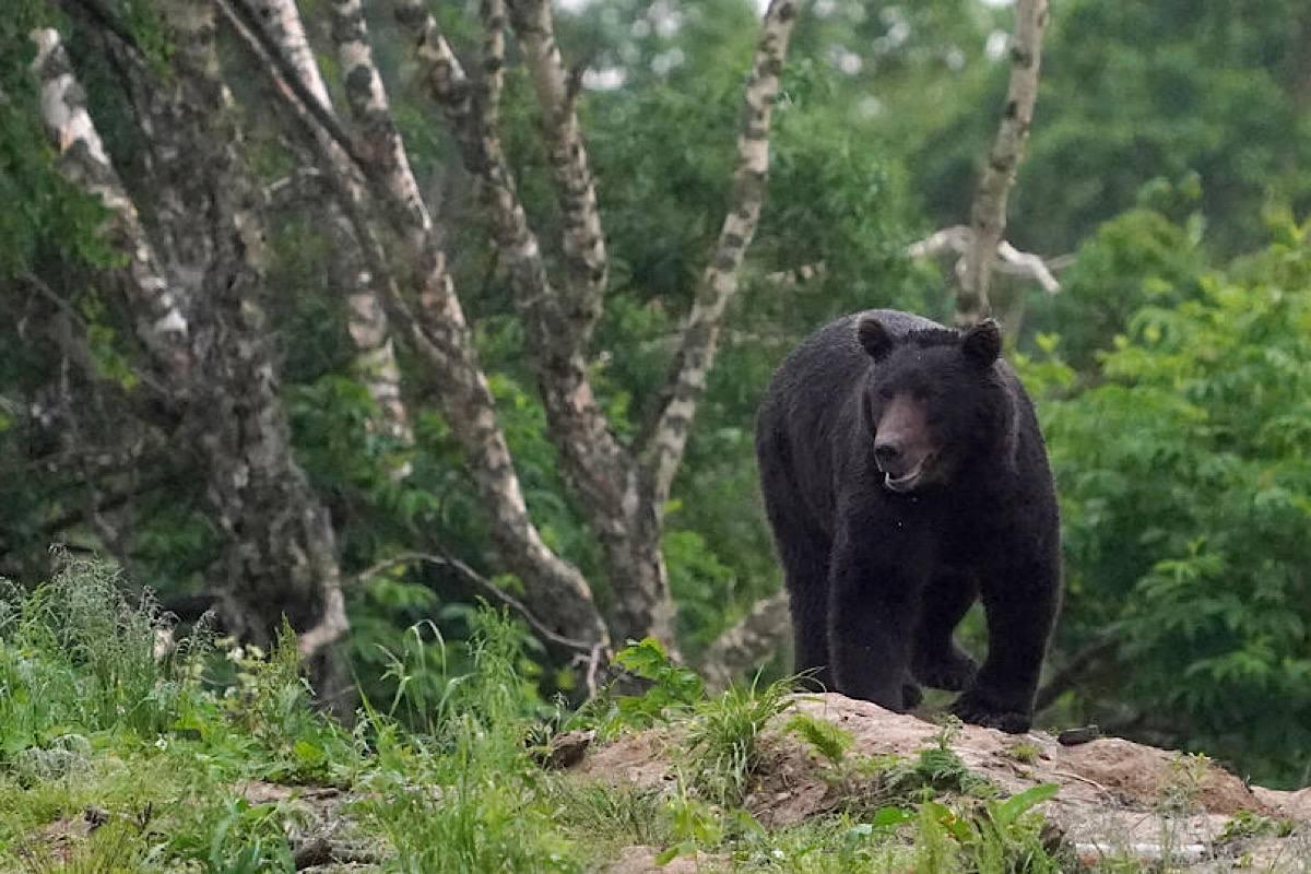 Сутки охоты: на Сахалине ликвидирован медведь-людоед, растерзавший двух человек